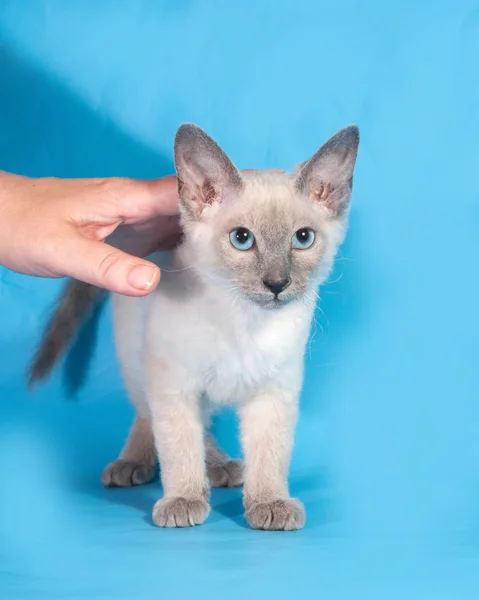 Curly cornish rex kitten stands next to human hand on blue — Stock Photo, Image