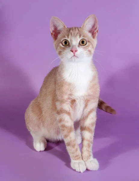 Zázvor kotě s bílými skvrnami na fialová — Stock fotografie
