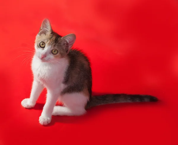 Tricolor puszysty kotek siedzi na czerwono — Zdjęcie stockowe