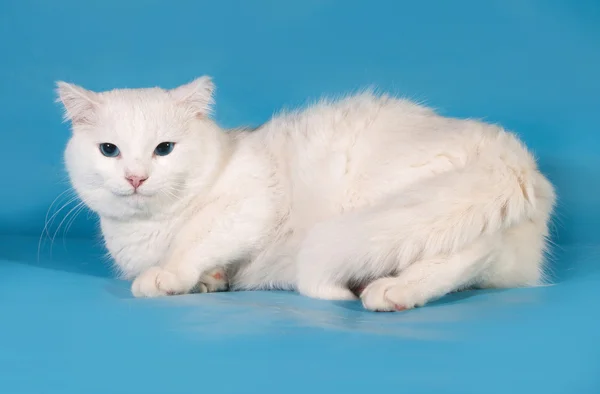 Gruby biały uśmiechający się kot leży na niebiesko — Zdjęcie stockowe