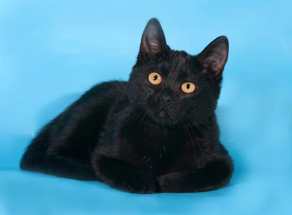 Czarny kociak oczy pomarańczowy leży na niebiesko — Zdjęcie stockowe