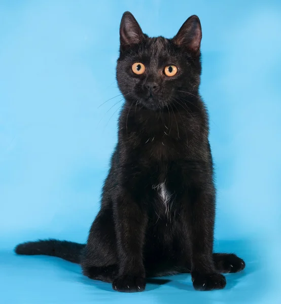 Black cat with orange eyes sitting on blue — Stock Photo, Image