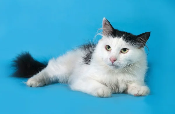 Weiße Katze mit schwarzen Flecken liegt auf blau — Stockfoto