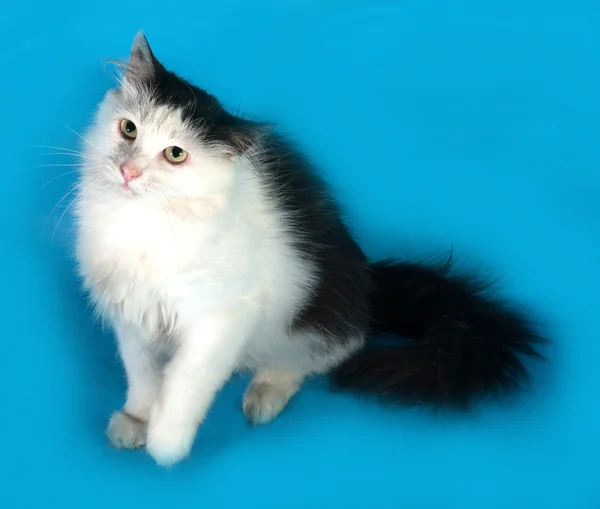 Mavi üzerinde oturan siyah noktalar ile kabarık beyaz kedi — Stok fotoğraf