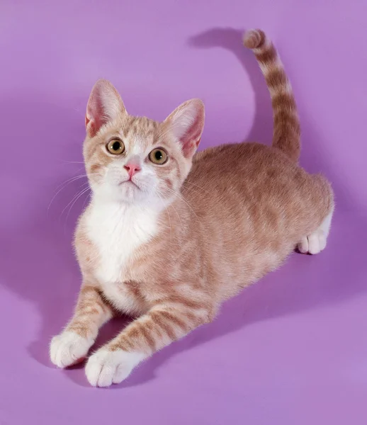 Il gattino rosso e bianco giace sul viola — Foto Stock