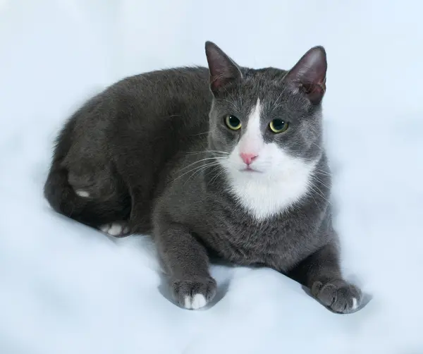 Gray cat with white spots lies on gray — Stock Photo, Image