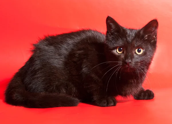 Chaton noir aux yeux orange couché sur rouge — Photo