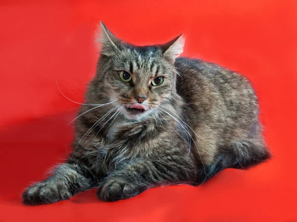 Fluffy tabby cat stuck out her tongue and lying on red — Stock Photo, Image
