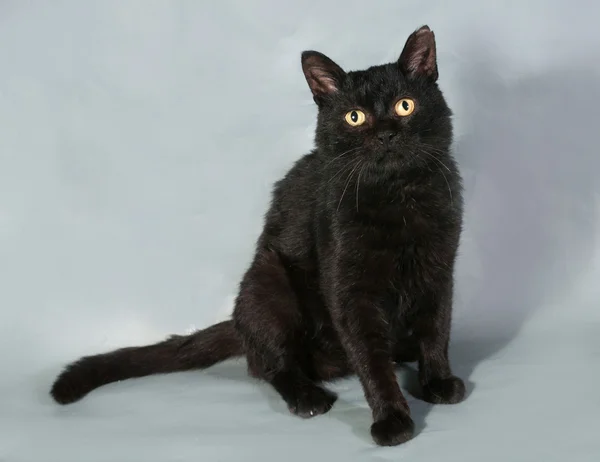 Zwarte kat met gele ogen, zittend op grijs — Stockfoto