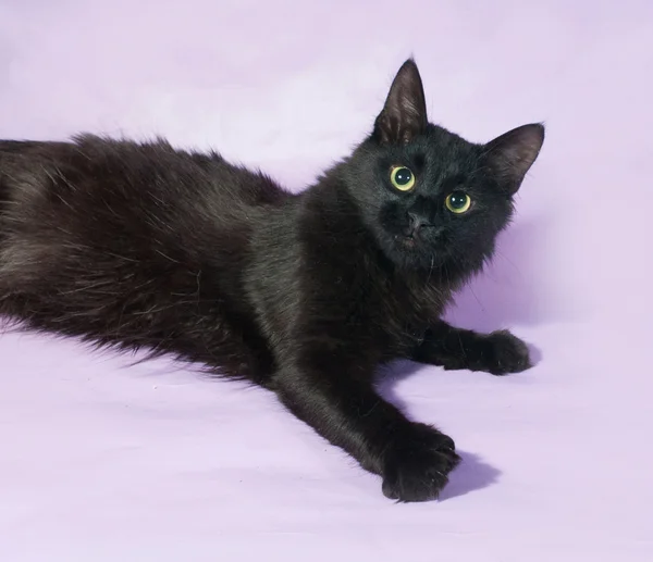 Negro longhair gato se encuentra en púrpura — Foto de Stock