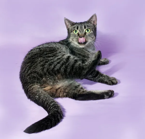 Tabby gatto sdraiato e leccare viola — Foto Stock