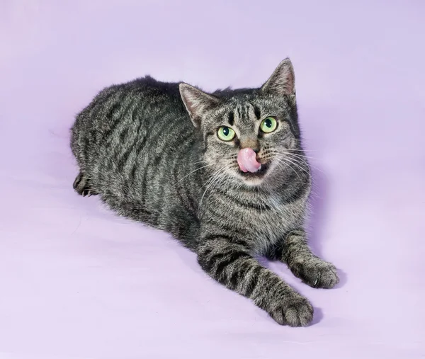Tabby cat lying and licking on purple — Stock Photo, Image
