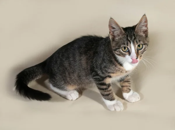 Табби-котенок лижет серый — стоковое фото