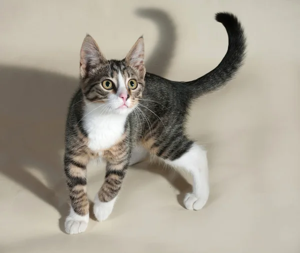 Rozłożony kociak stojący na szaro — Zdjęcie stockowe