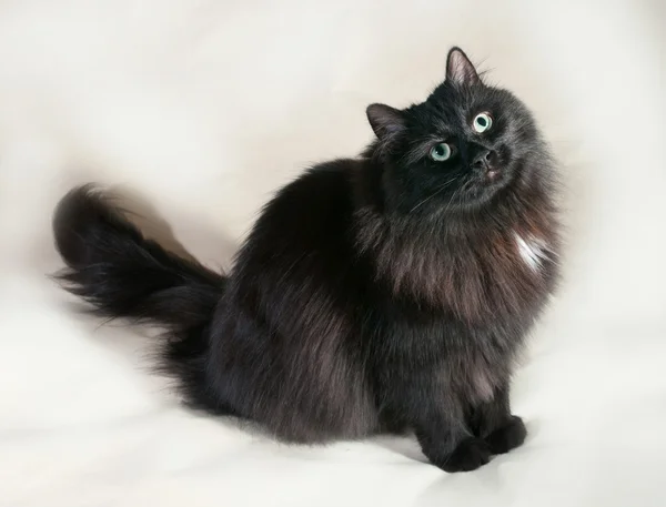 Flauschige schwarze Katze mit grünen Augen sitzt auf grauen — Stockfoto