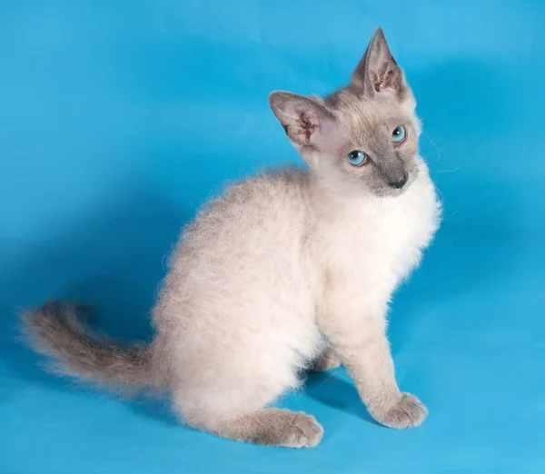 Curly kitten Cornish Rex is sitting on blue — Stock Photo, Image