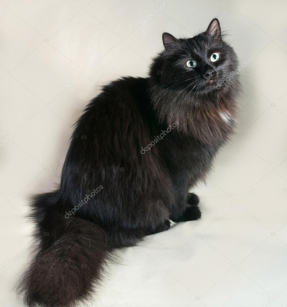 fluffy black cat