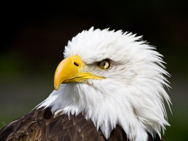 bir Amerikan bald eagle portresi