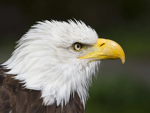 bir Amerikan bald eagle portresi