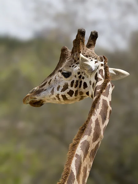 Gros portrait de la girafe maasai — Photo