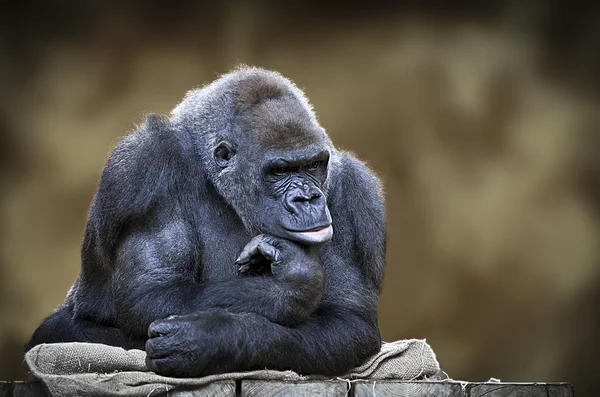Gorila-prateado macho Fotografias De Stock Royalty-Free