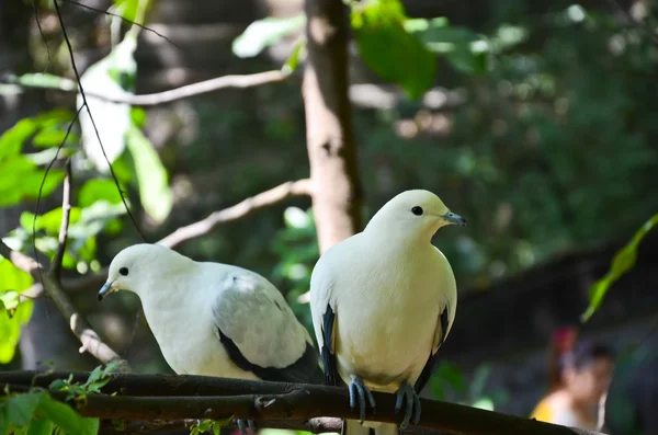 얼룩 덜 룩된 제국 비둘기 — 스톡 사진