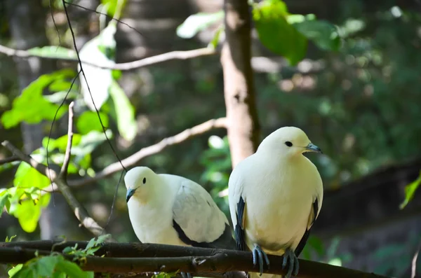 Pied Imperial Pigeon — Stock Photo, Image