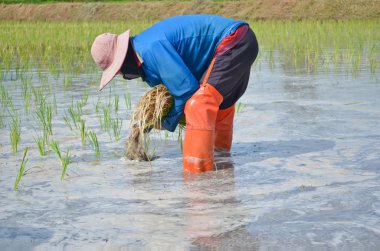 pirinç fide dikim Tayland.
