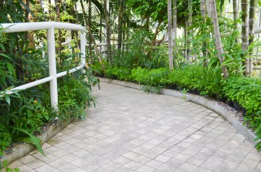 yayalar için egzersiz, güzel ağaçları ile kaplı yürüyüş.