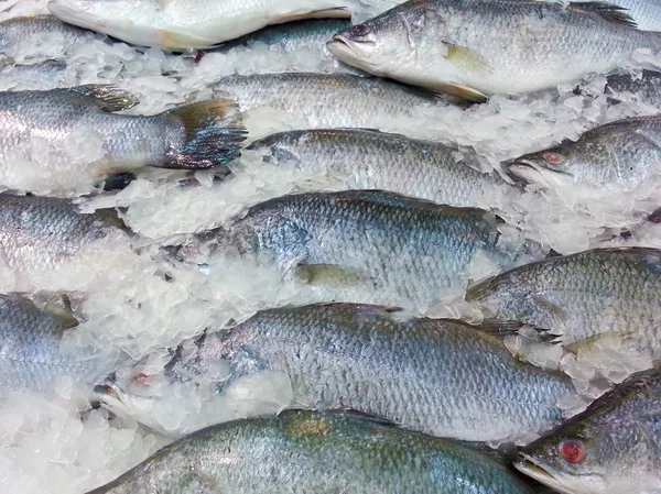 Variety of fresh fish seafood — Stock Photo, Image