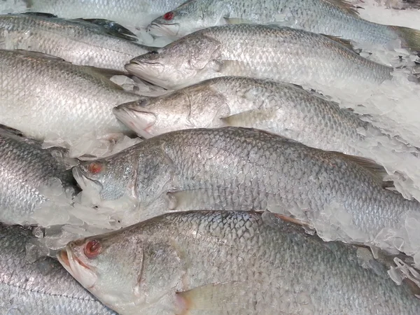 Variedad de mariscos frescos —  Fotos de Stock