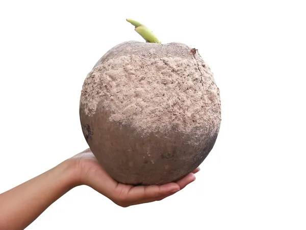 Hands holding seedlings of coconut. — Stock Photo, Image