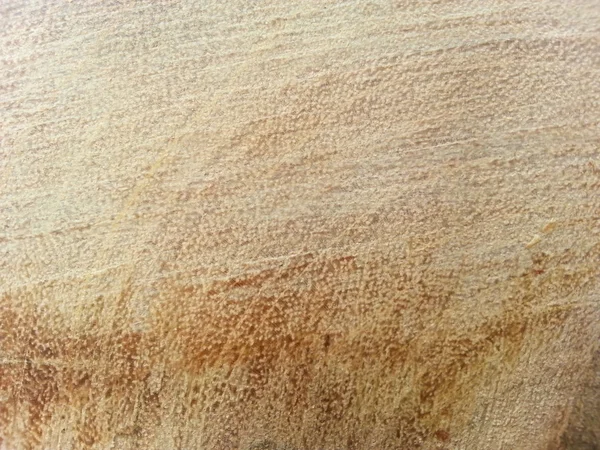 Eine Nahaufnahme des Abschnitts eines Baumes — Stockfoto