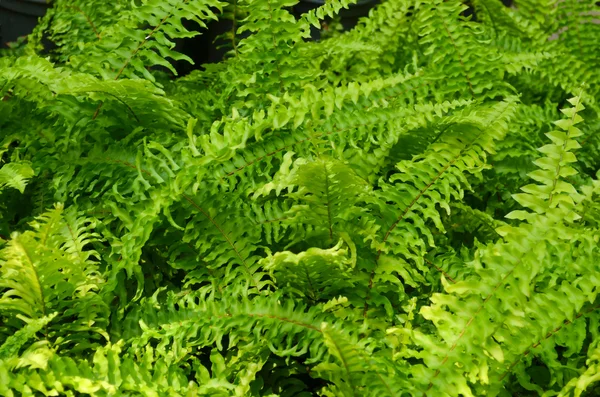 Čerstvé zelené kapradí listy — Stock fotografie