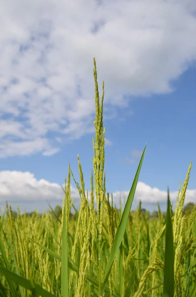 Güzel pirinç tarlaları