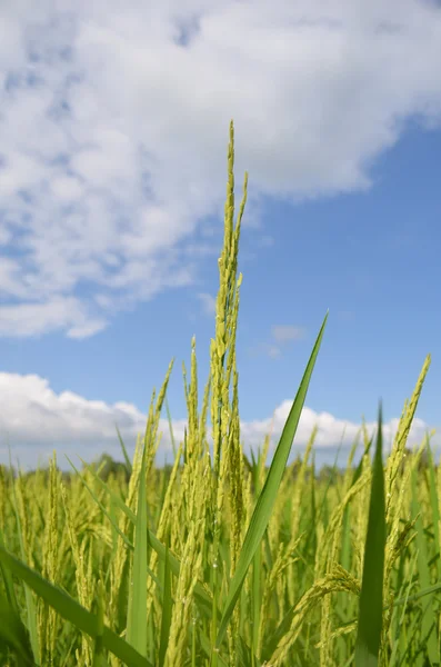 Güzel pirinç tarlaları