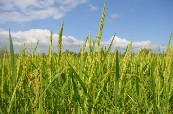 Güzel pirinç tarlaları