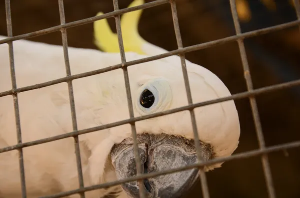 Cacatua lutino — Foto de Stock