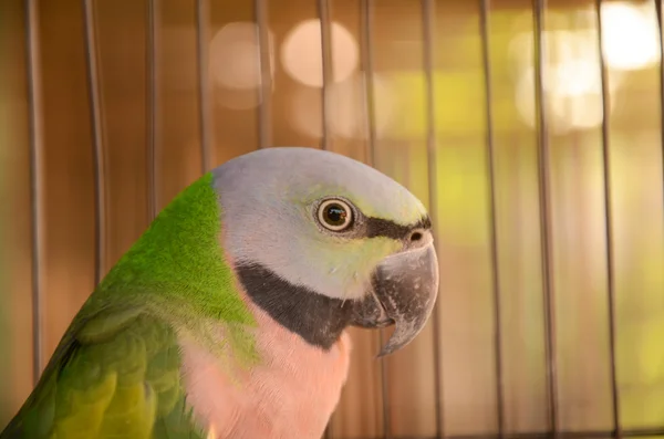 Parrot — Stock Photo, Image