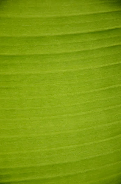 バナナの葉. ストック画像