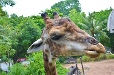 Vahşi doğada zürafa