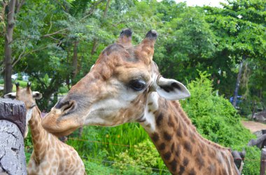 Vahşi doğada zürafa