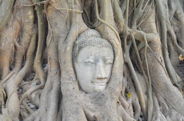 Buda heykeli, Wat Phra Si Rattan içindeki ağacında kök kısmı