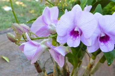 pembe orkide topluluğu