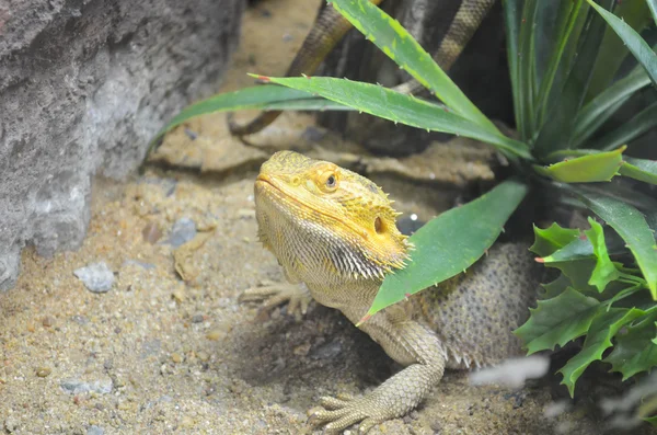 Il drago barbuto — Foto Stock