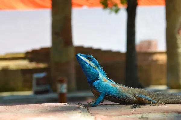 Blue iguana — Stock Photo, Image