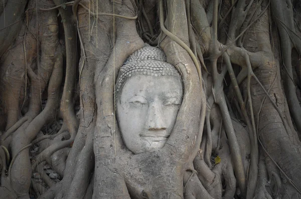 Některé části socha Buddhy v kořen stromu ve Wat Phra Si ratanový — Stock fotografie