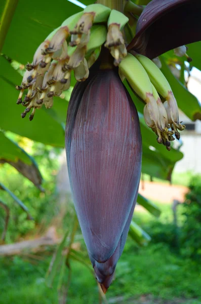 Banana blossom. — Stock Photo, Image