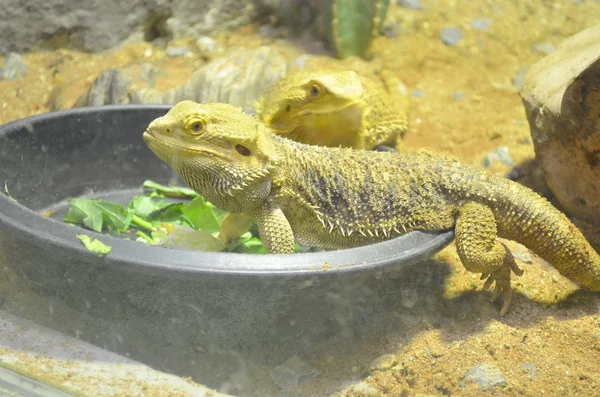 The Bearded Dragon — Stock Photo, Image