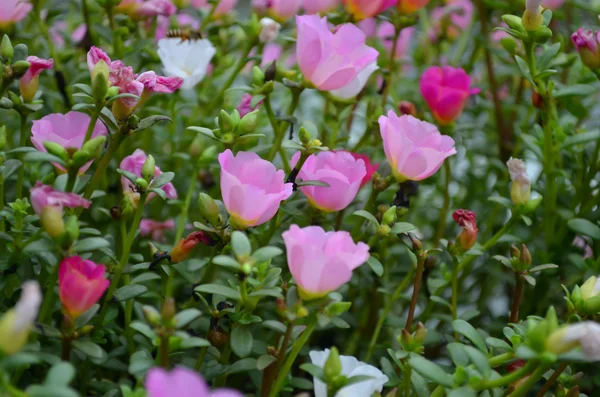 güzel pembe çiçek,